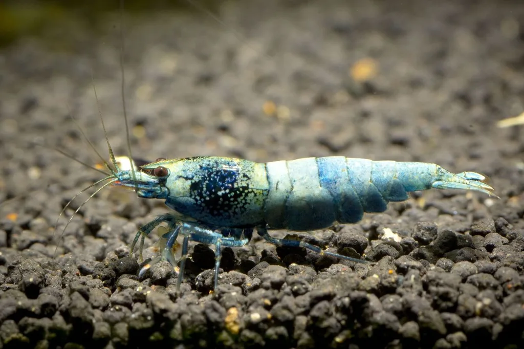camarão caridina Blue Bolt azul