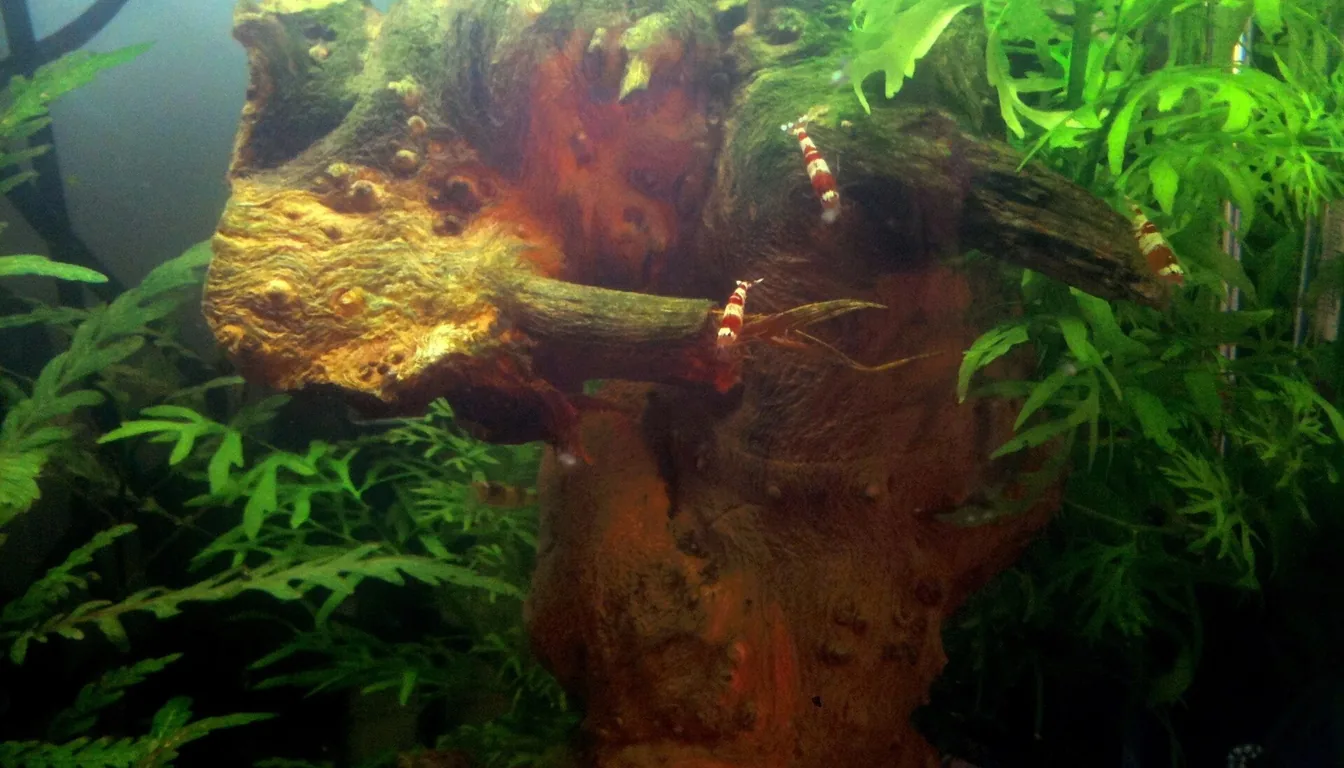 Camarões Crystal Red Shrimp (Caridina cantonensis) em tronco no aquário
