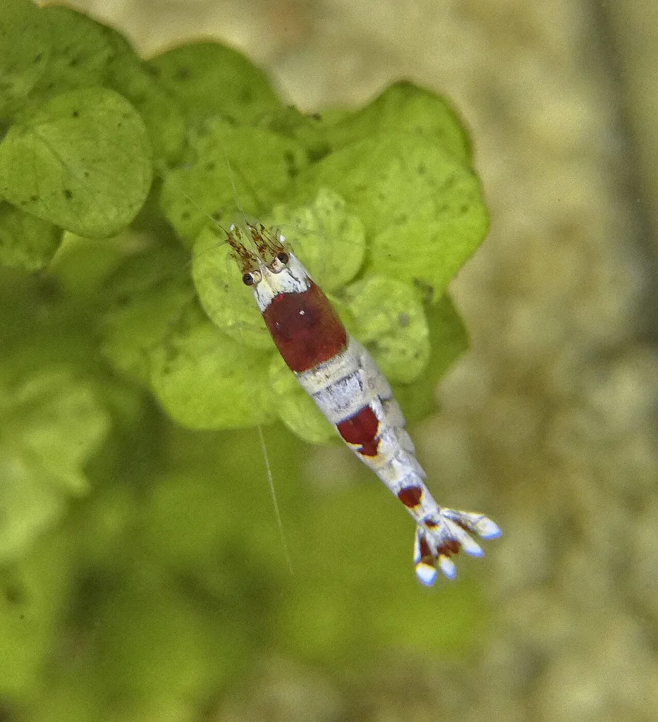 Crystal Red Shrimp, camarão caridina branco com faixas vermelhas