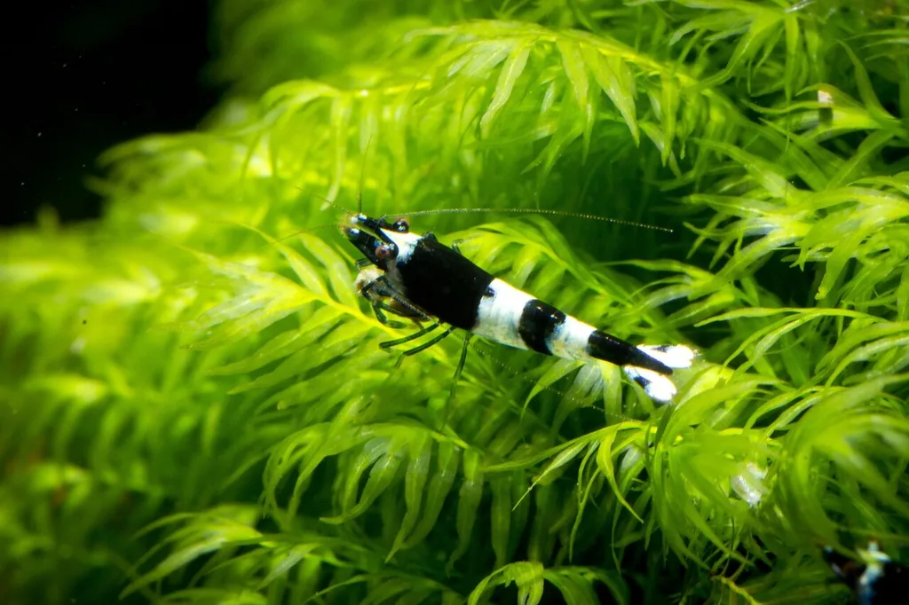 camarão caridina Panda preto e branco no musgo