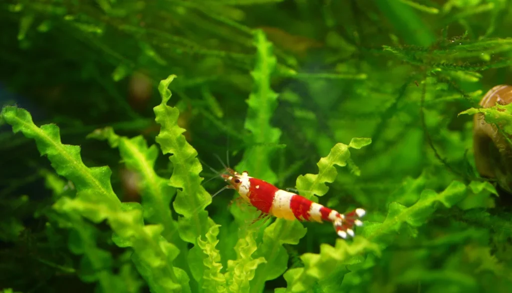 crystal red shrimp caridina camarao de aquario sobre plantas