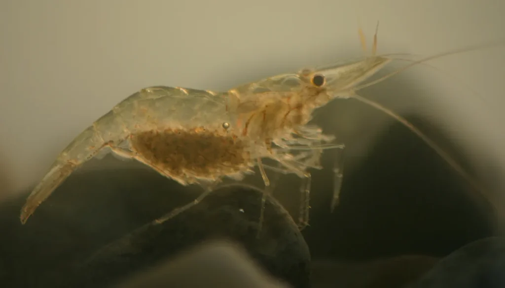camarao fantasma transparente com orgaos internos visiveis