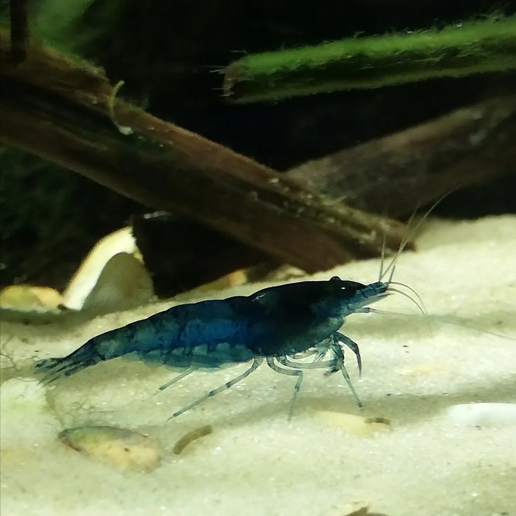 camarão neocaridina blue dream, sensível à amônia em aquário não ciclado
