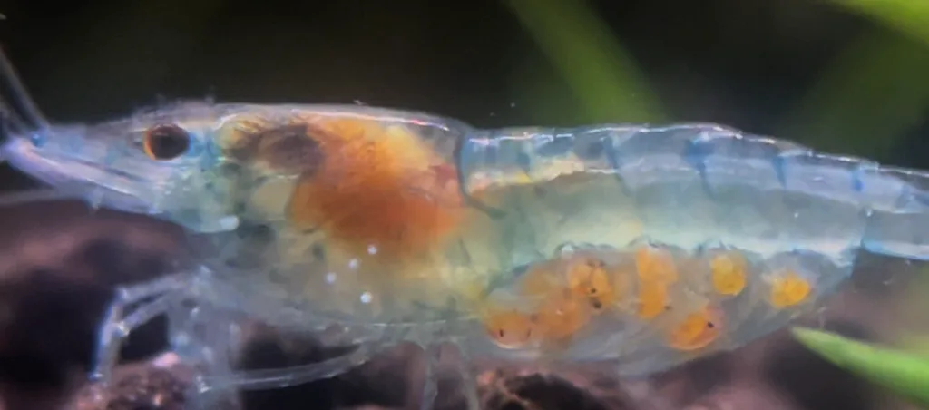 Fêmea de camarão neocaridina ovada, com ovos já mostrando os olhos dos embriões