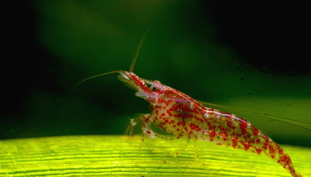 Camarão neocaridina filhote pastando na folha do aquário plantado
