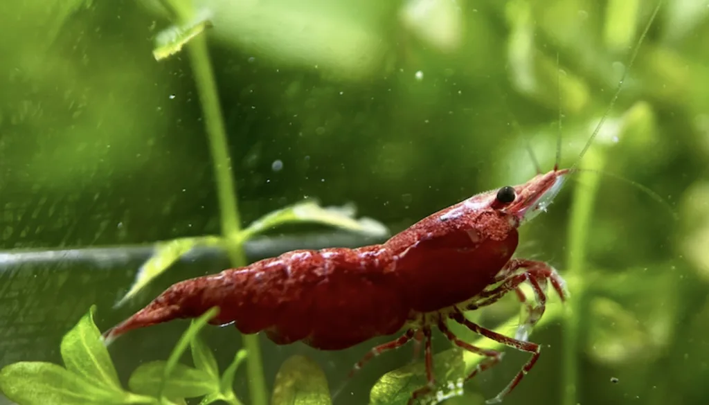 Camarão Neocaridina Red Cherry em close mostrando a carapaça em aquário plantado