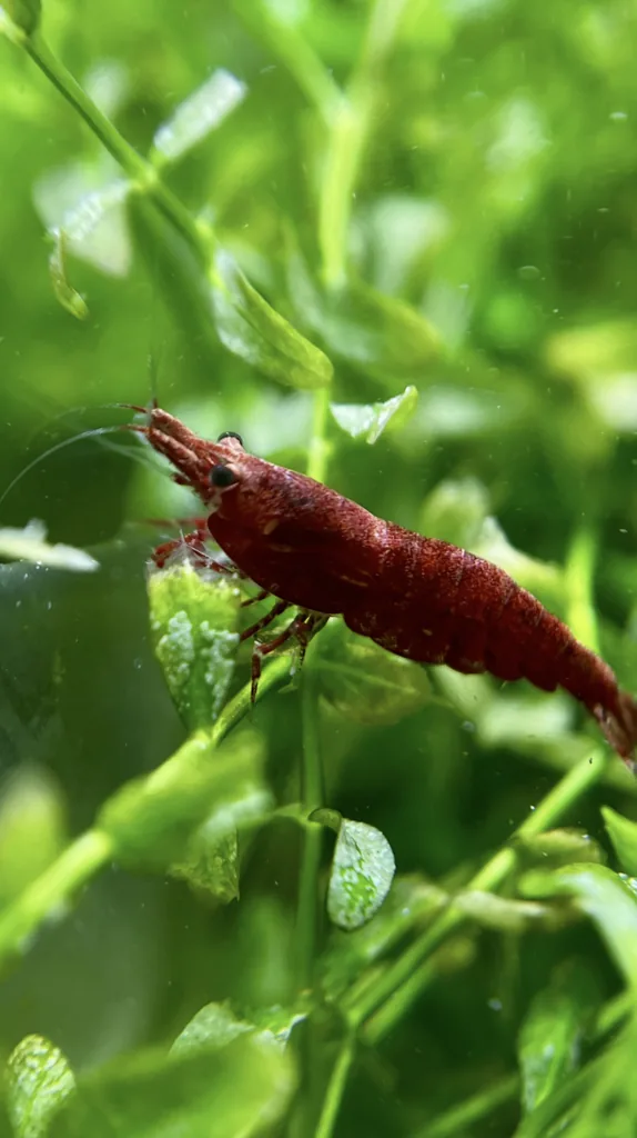 camarão neocaridina red cherry vermelho intenso em aquário plantado