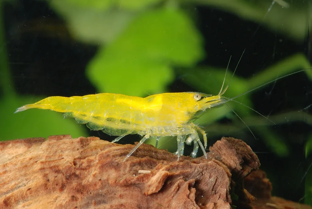camarão neocaridina em aquário com temperatura estável