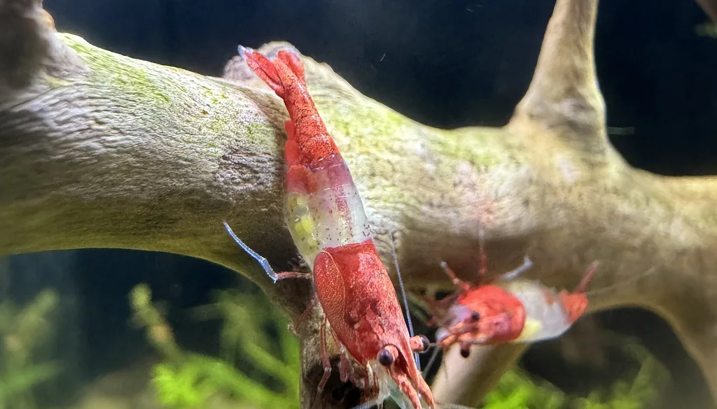 Camarão Neocaridina davidi morfo Red Rili sobre madeira em aquário plantado