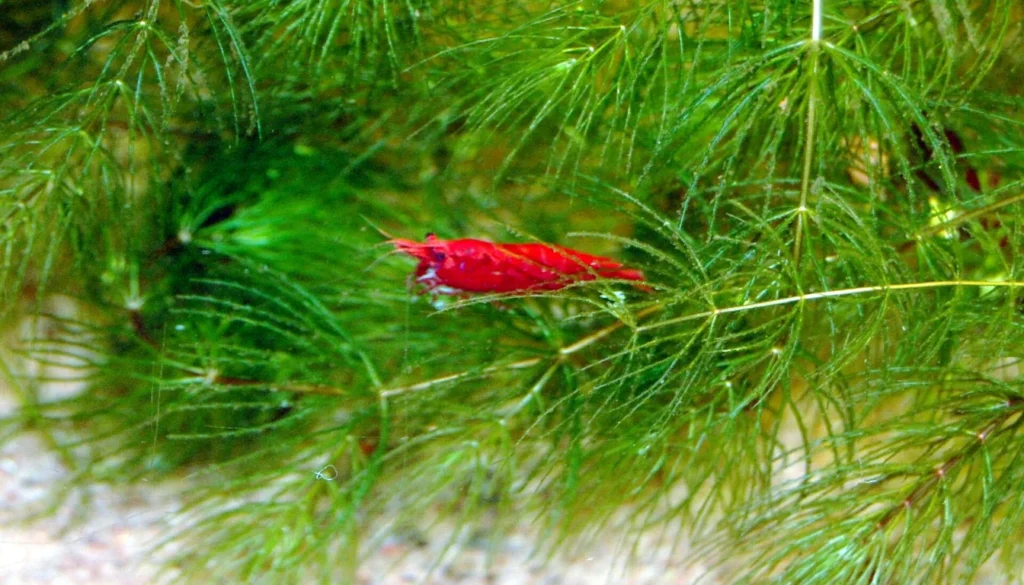 Camarão Neocaridina davidi red cherry em aquário plantado