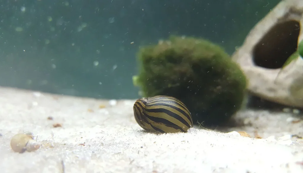 Caramujo nerite zebra (Neritina natalensis) no substrato de areia de um aquário plantado