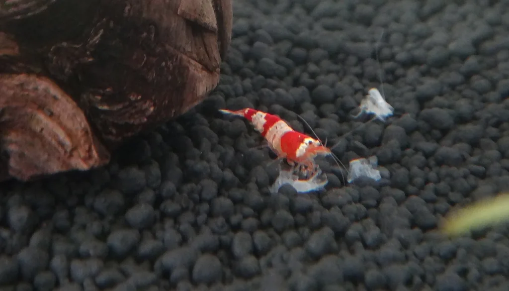 Camarão Crystal Red (Caridina cantonensis) em aquário