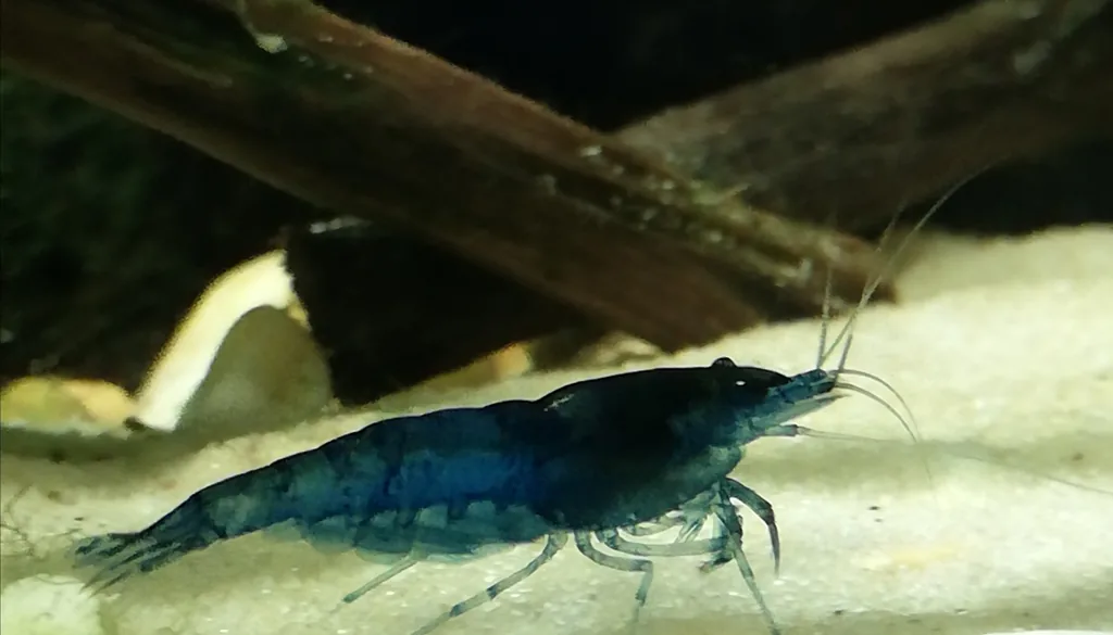Camarão Blue Dream (Neocaridina davidi) em aquário