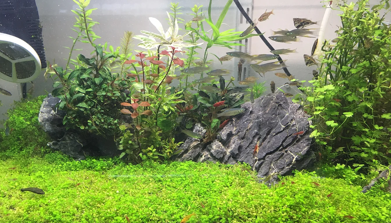 Aquário plantado com carpete verde denso de forração cobrindo o primeiro plano, rochas dragon stone e plantas de fundo