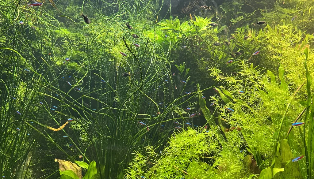 aquário plantado denso com neons e plantas usando CO2 na fotossíntese