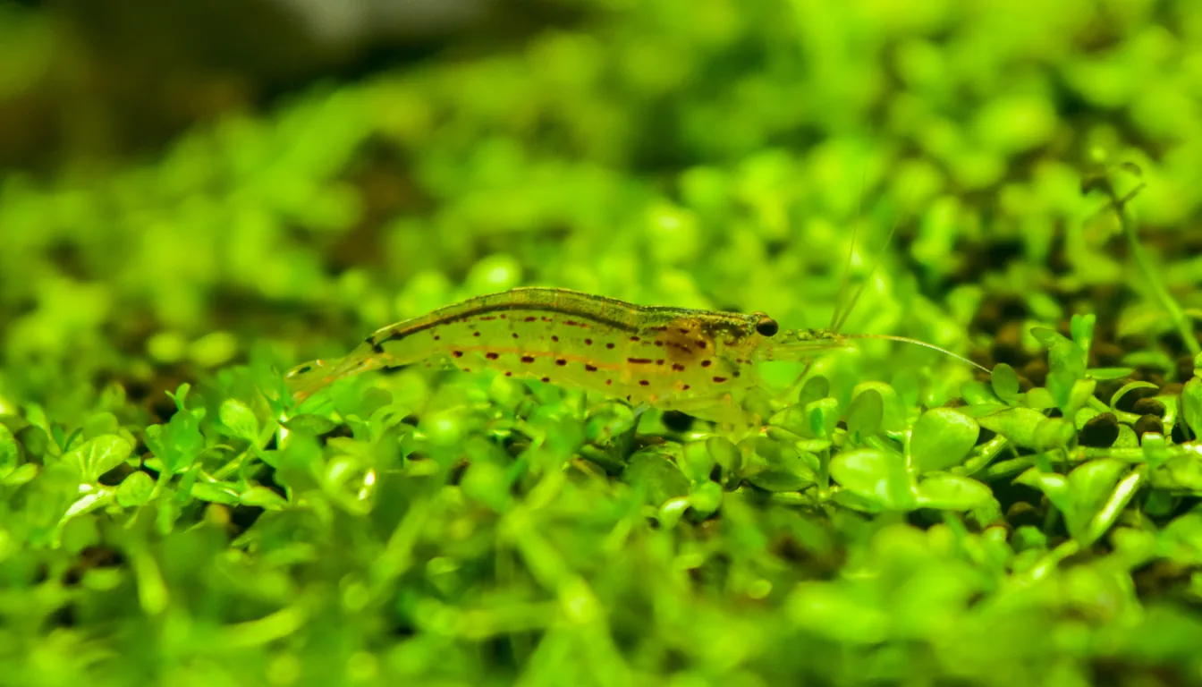 camarão amano sobre carpete de plantas em aquário plantado livre de algas