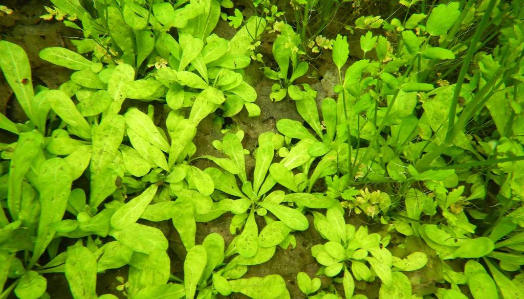 vegetação e algas verdes crescendo de forma descontrolada na água