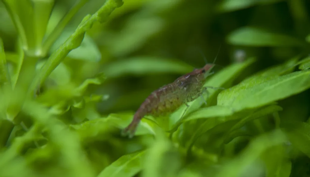 camarão neocaridina red cherry em aquário plantado