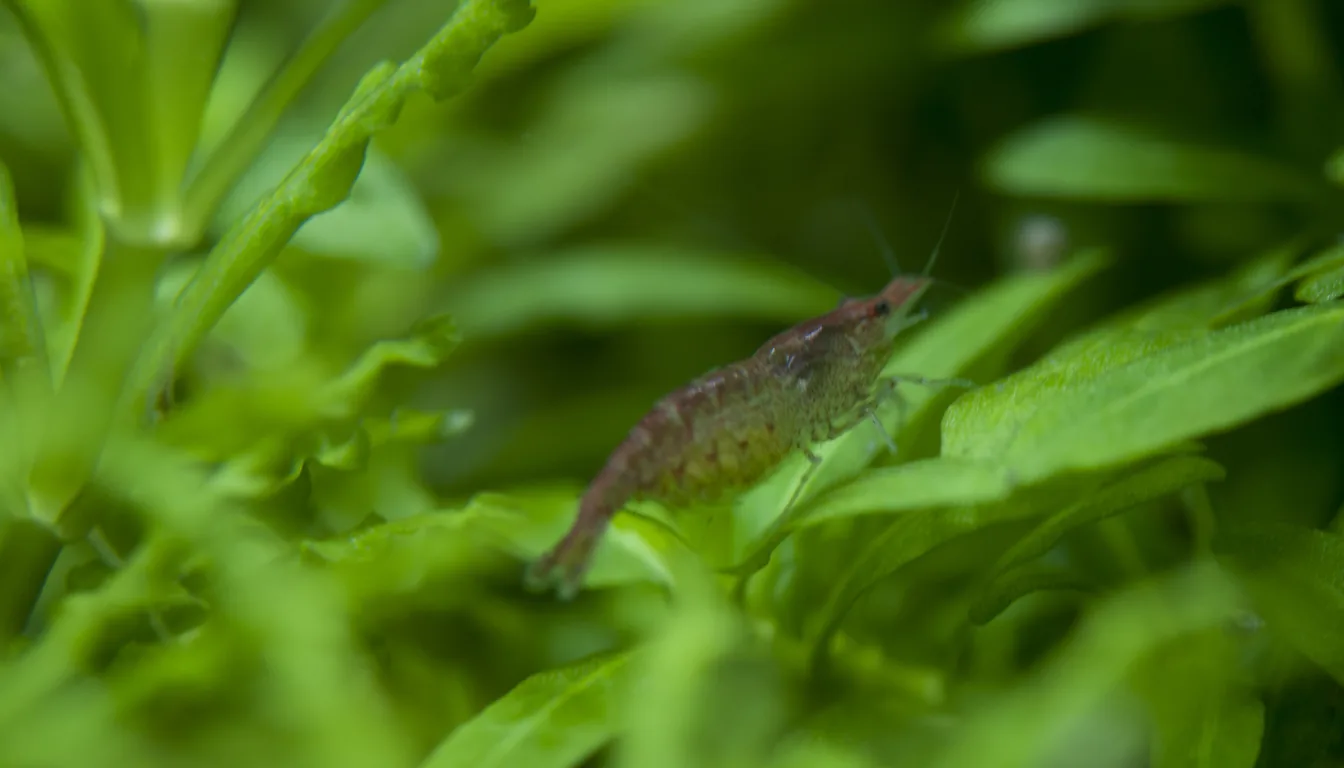 camarão neocaridina red cherry em aquário plantado