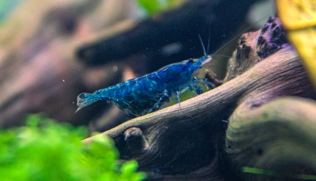 camarão neocaridina azul sobre tronco em aquário plantado