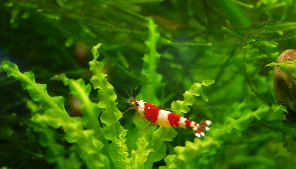 camarão Caridina Crystal Red, espécie mais sensível na aclimatação