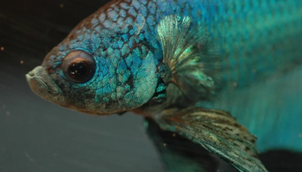 peixe betta azul em aquario tropical no calor do verao