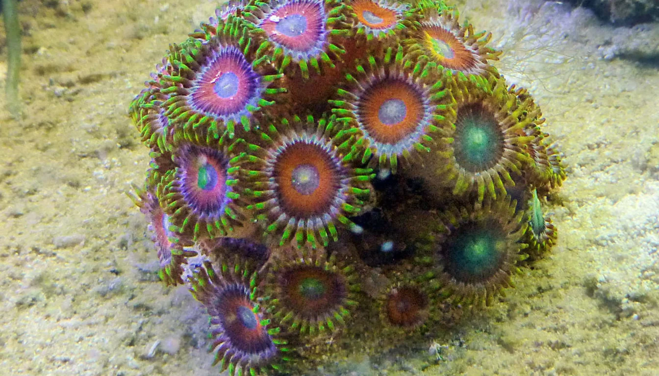 colonia de zoanthus colorido em aquario reef