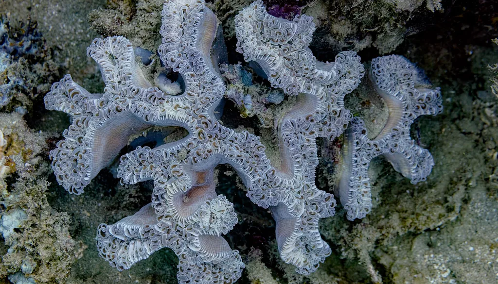 hammer coral Euphyllia ancora com tentáculos em recife