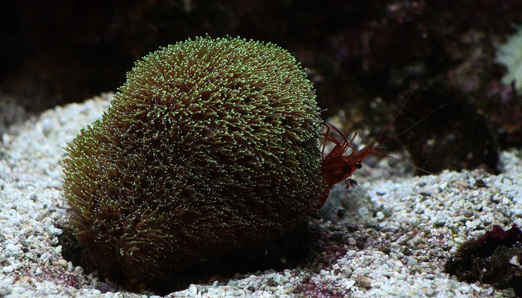Coral LPS Galaxea em aquário marinho doméstico, tipo de coral ameaçado pela aiptasia