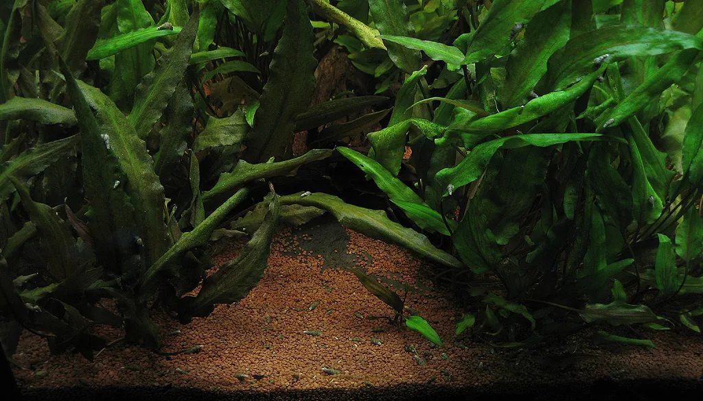 Touceira de Cryptocoryne bem estabelecida enraizada no substrato de um aquário plantado