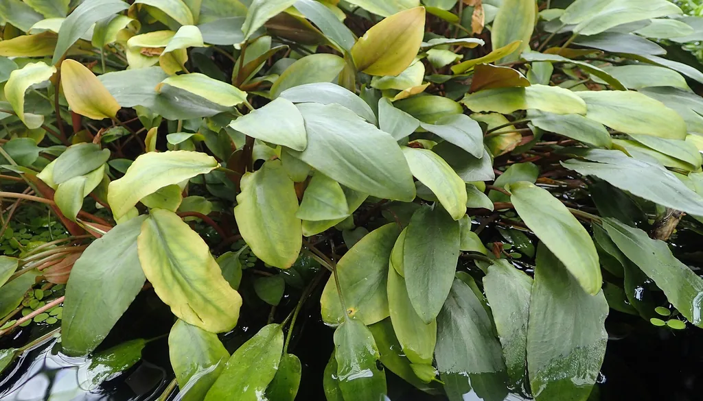 Folhas de Cryptocoryne beckettii com pontas e nervuras amareladas, sintoma de deficiência nutricional