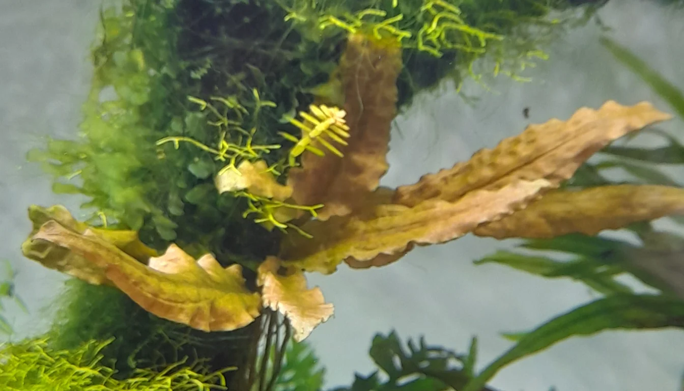 Folhas de Cryptocoryne wendtii derretendo em aquário, translúcidas e marrons durante adaptação