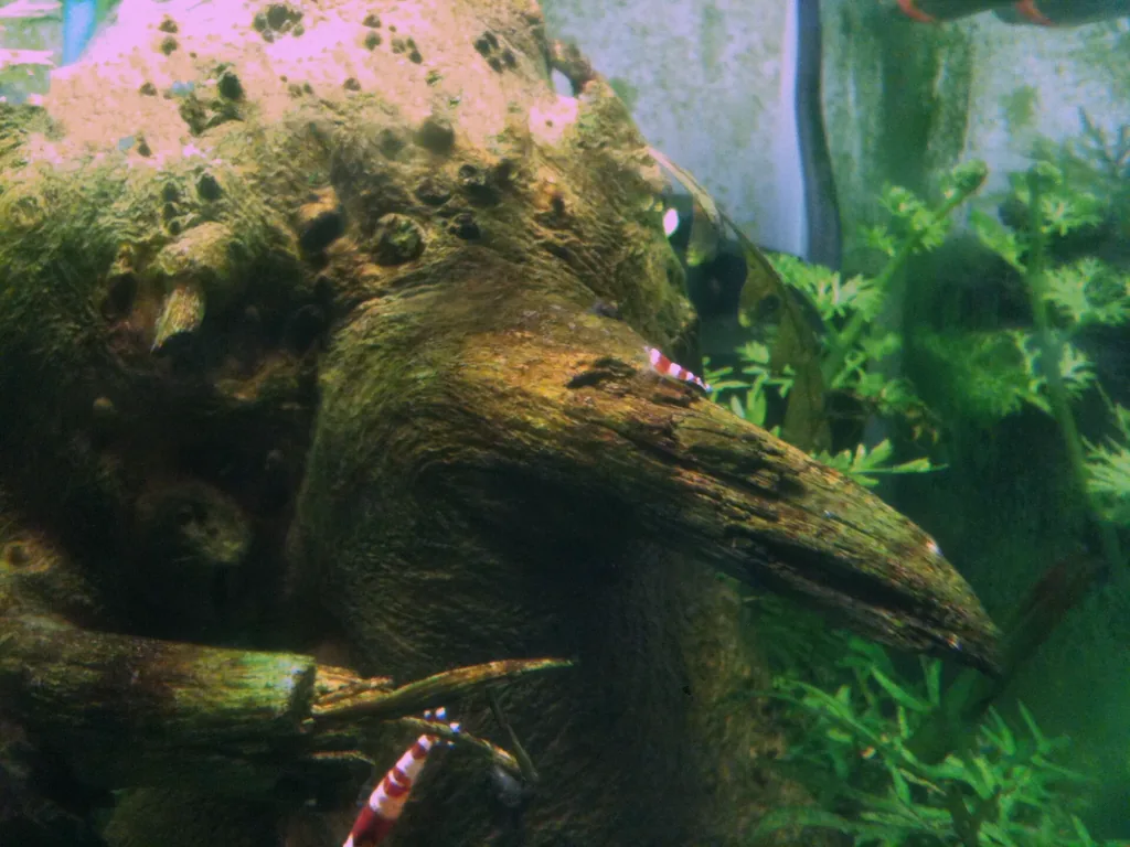 crystal red shrimp adulto e filhote no aquario