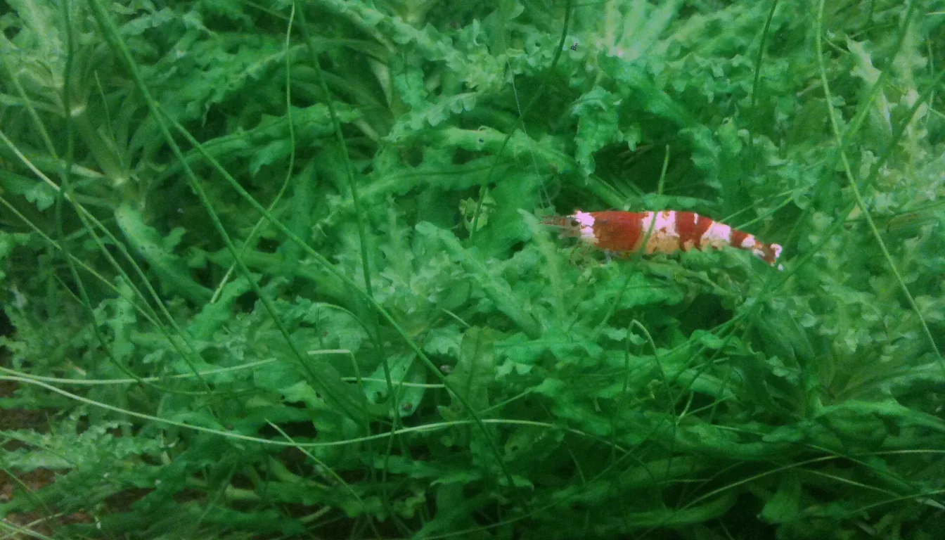 crystal red shrimp em aquario plantado com musgo