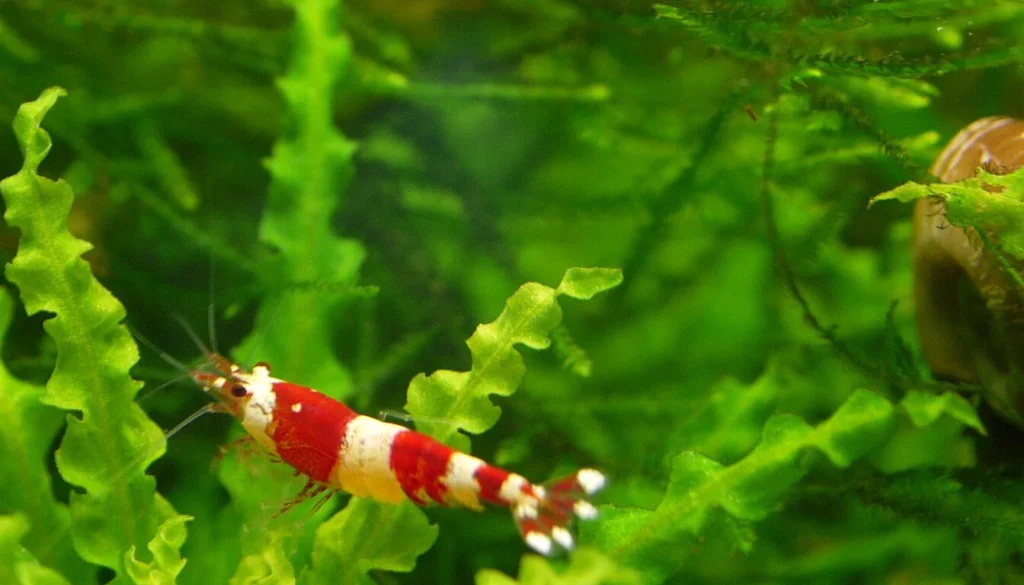 crystal red shrimp caridina cantonensis vermelho e branco em aquario plantado