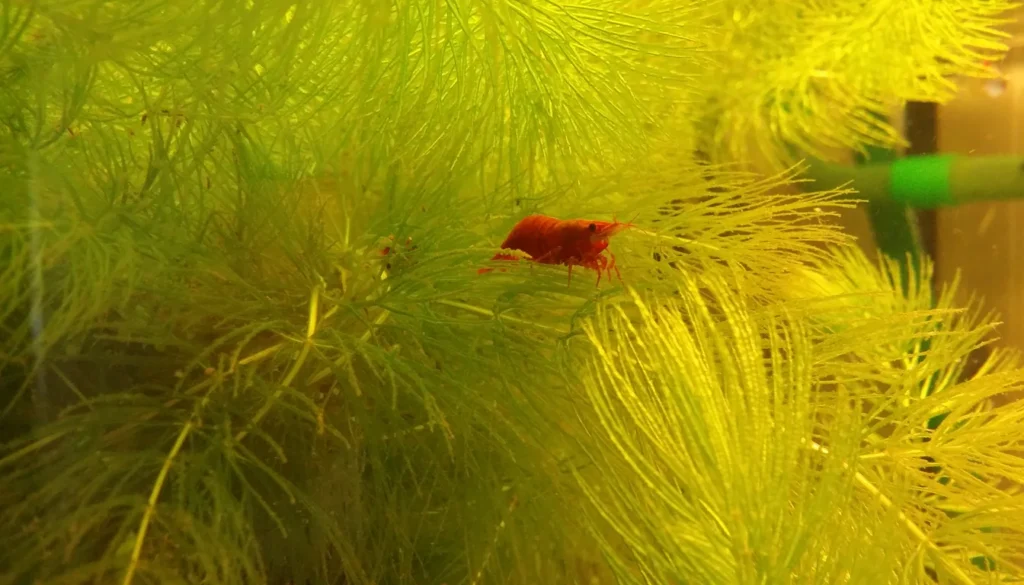 camarão cherry vermelho saudável em aquário plantado
