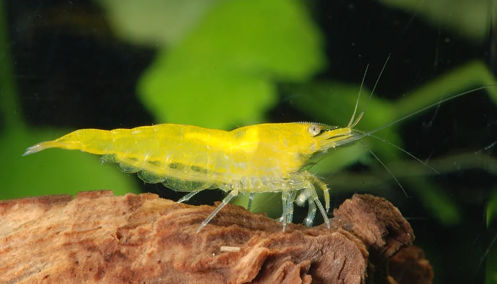 camarão neocaridina amarelo saudável, sinal de colônia sem doenças