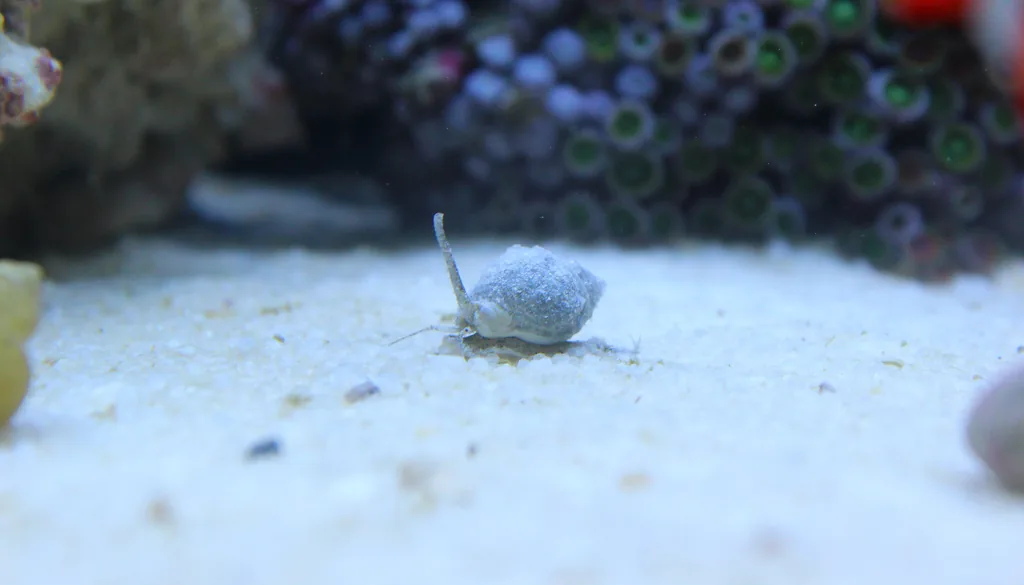 Caramujo Nassarius vasculhando a areia do aquário marinho atrás de sobras de comida