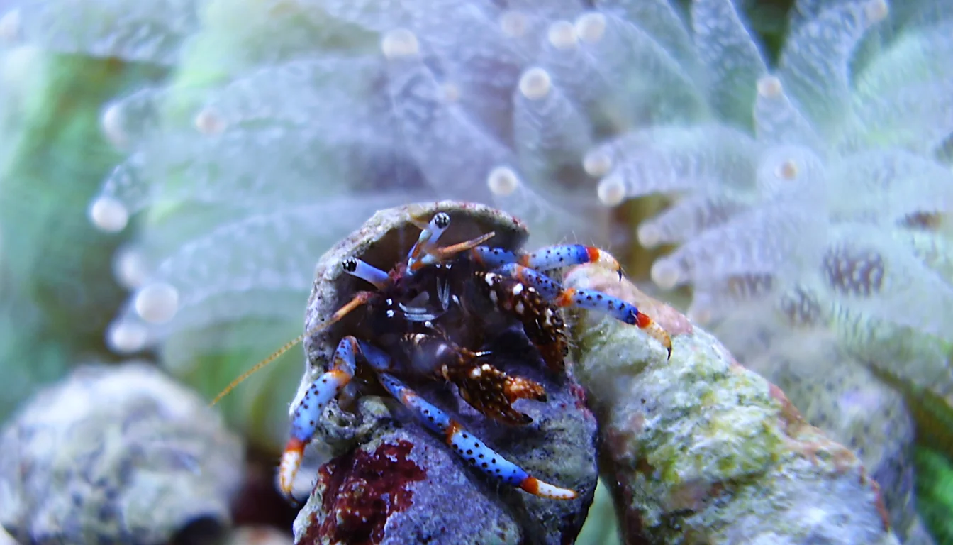Ermitao azul Clibanarius tricolor da equipe de limpeza sobre rocha viva em aquario marinho