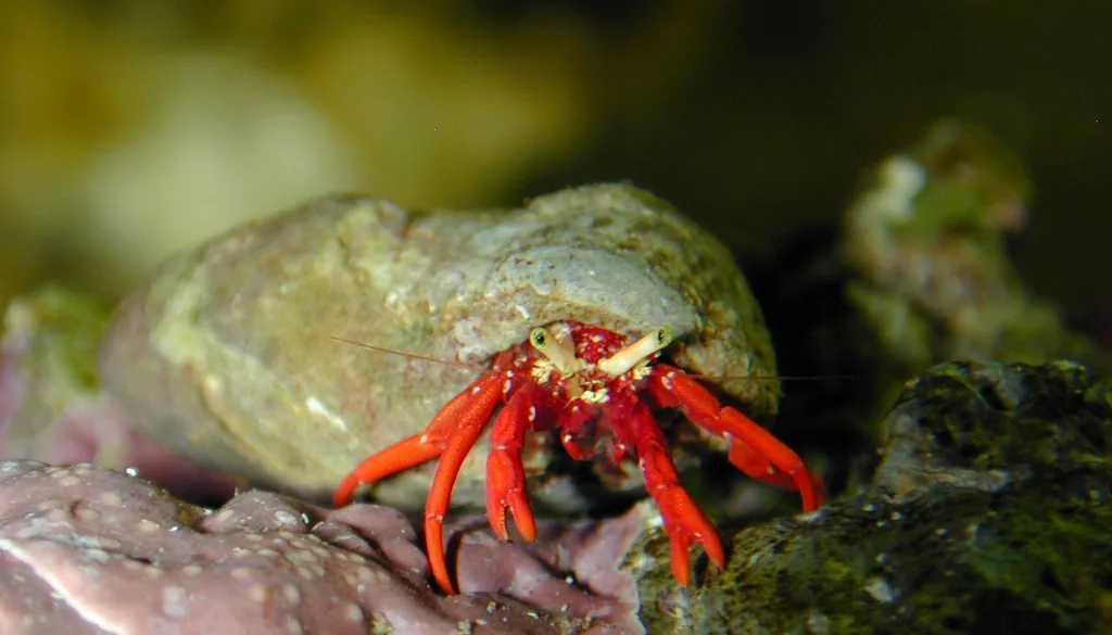 Ermitão-vermelho Paguristes cadenati ocupando concha de caramujo sobre rocha viva no aquário marinho