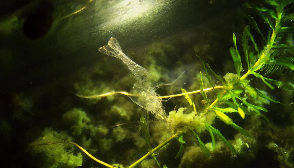 Exuvia (casca vazia) de camarão de água doce após a muda, presa em planta aquática