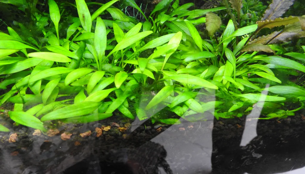 plantas aquáticas verdes e saudáveis em aquário plantado bem fertilizado