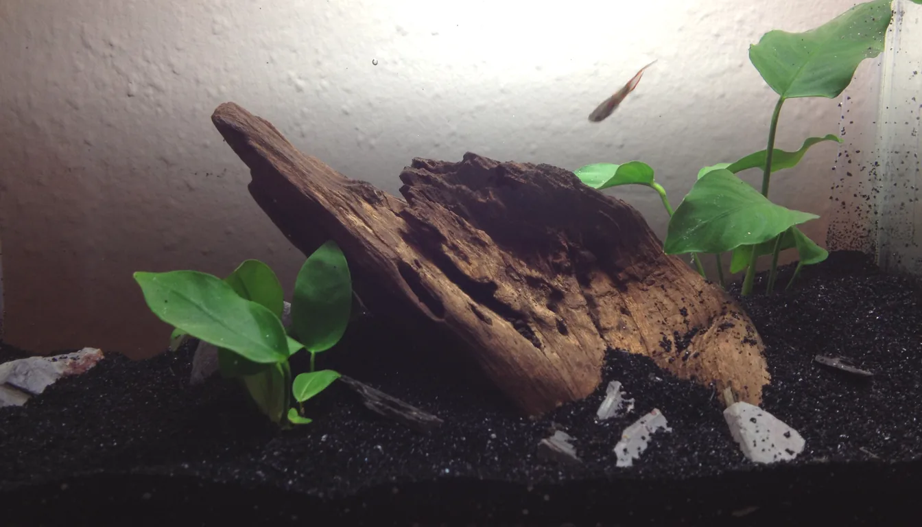 aquario nano plantado com tronco e anubias