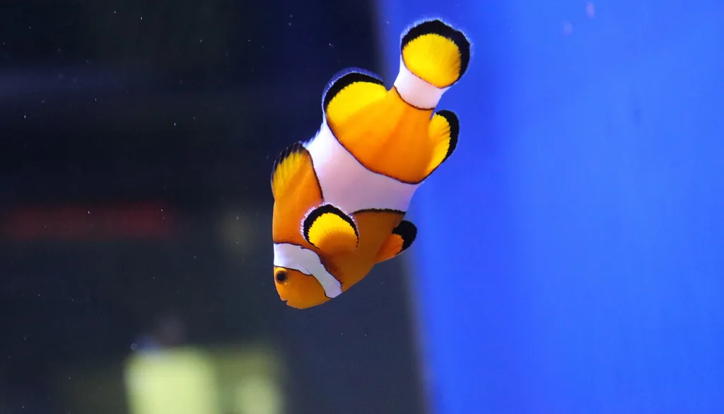 Peixe-palhaço Amphiprion ocellaris nadando em aquário marinho fish only