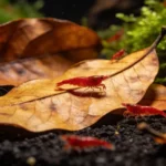 folha de amendoeira no aquário com camarões red cherry pastando