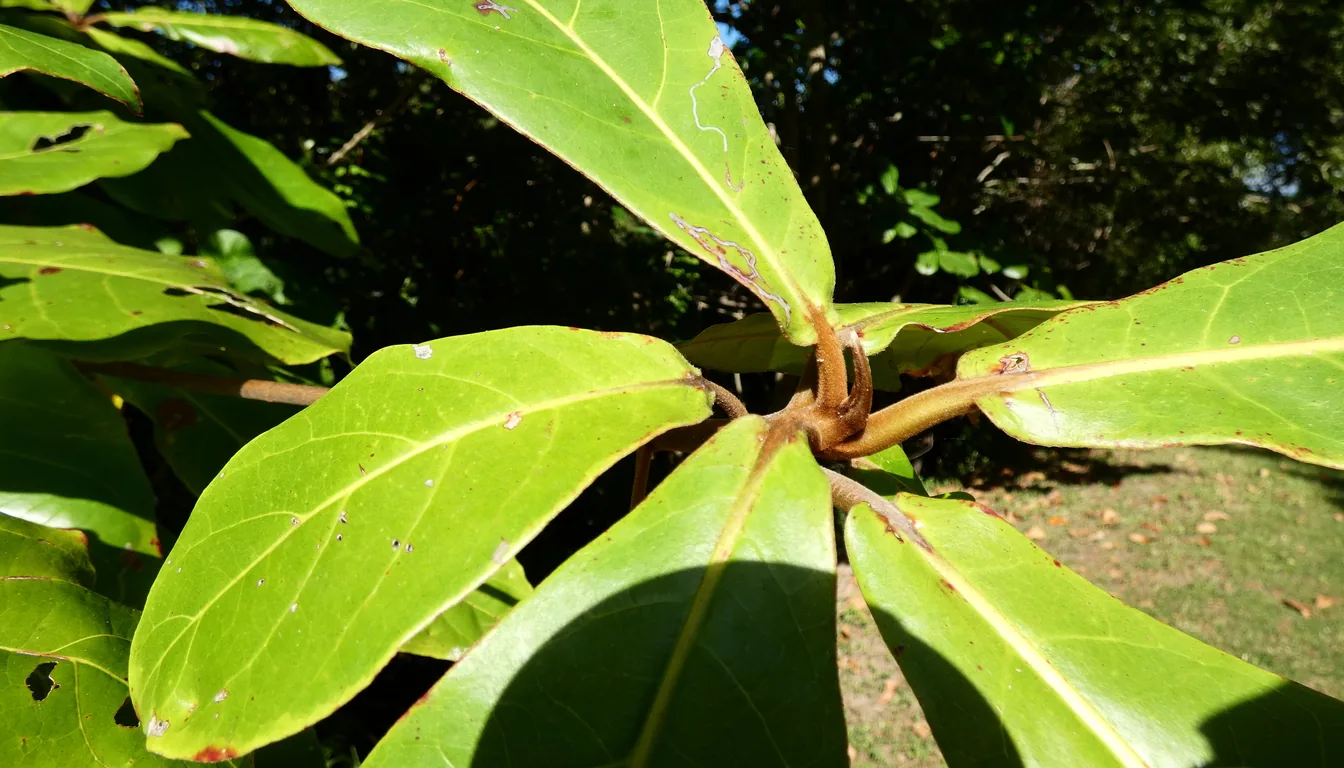 folhas verdes da arvore de amendoeira terminalia catappa
