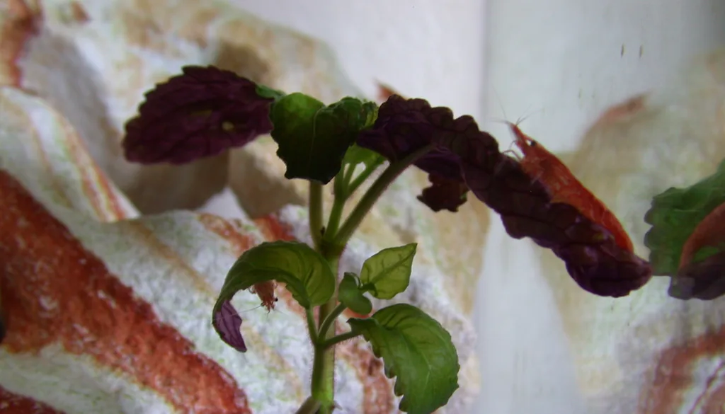 camarao red cherry sobre folha em aquario