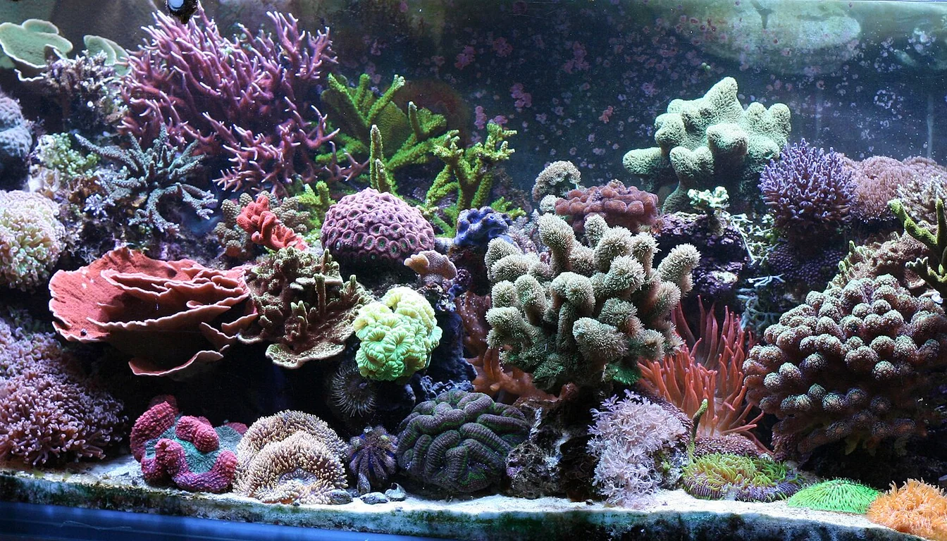 aquario reef caseiro cheio de corais coloridos bem iluminado por LED