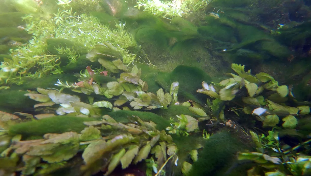 alga verde filamentosa cobrindo plantas aquáticas por excesso de luz