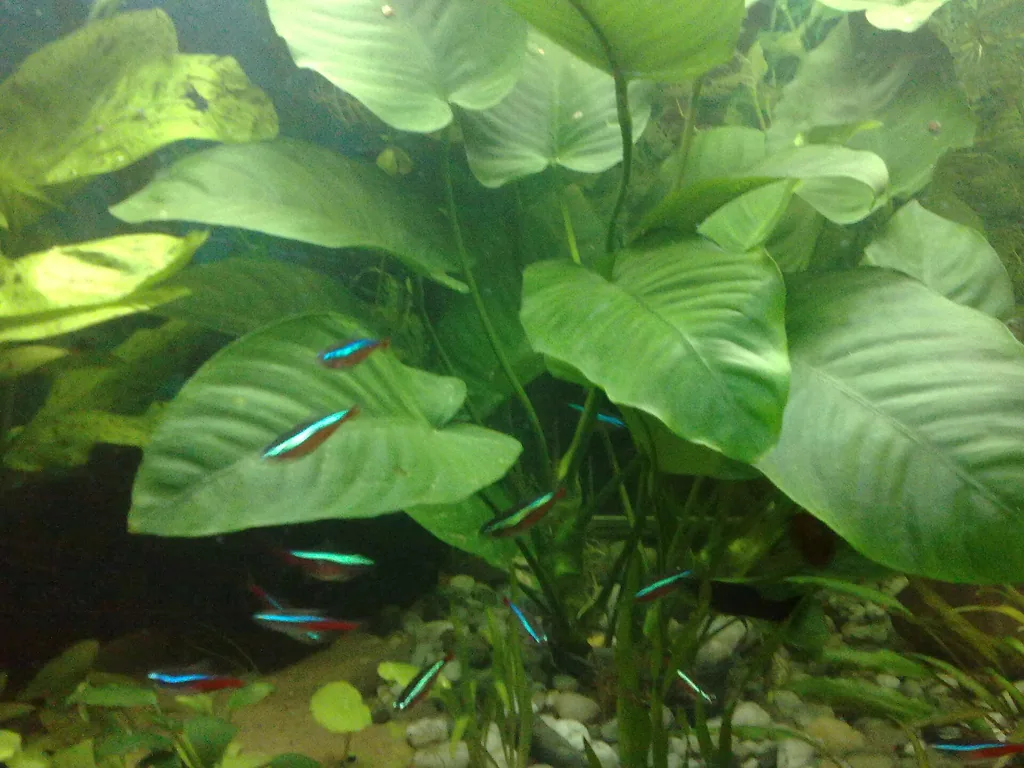 planta anubia de baixa exigencia com neons em aquario plantado